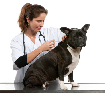 what are intramuscular vaccines for dogs