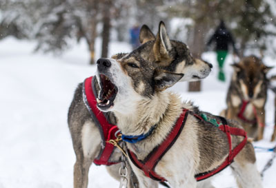 famous iditarod sled dog balto