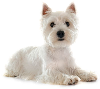 is a west highland terrier right for me