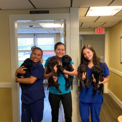 Staff with puppies