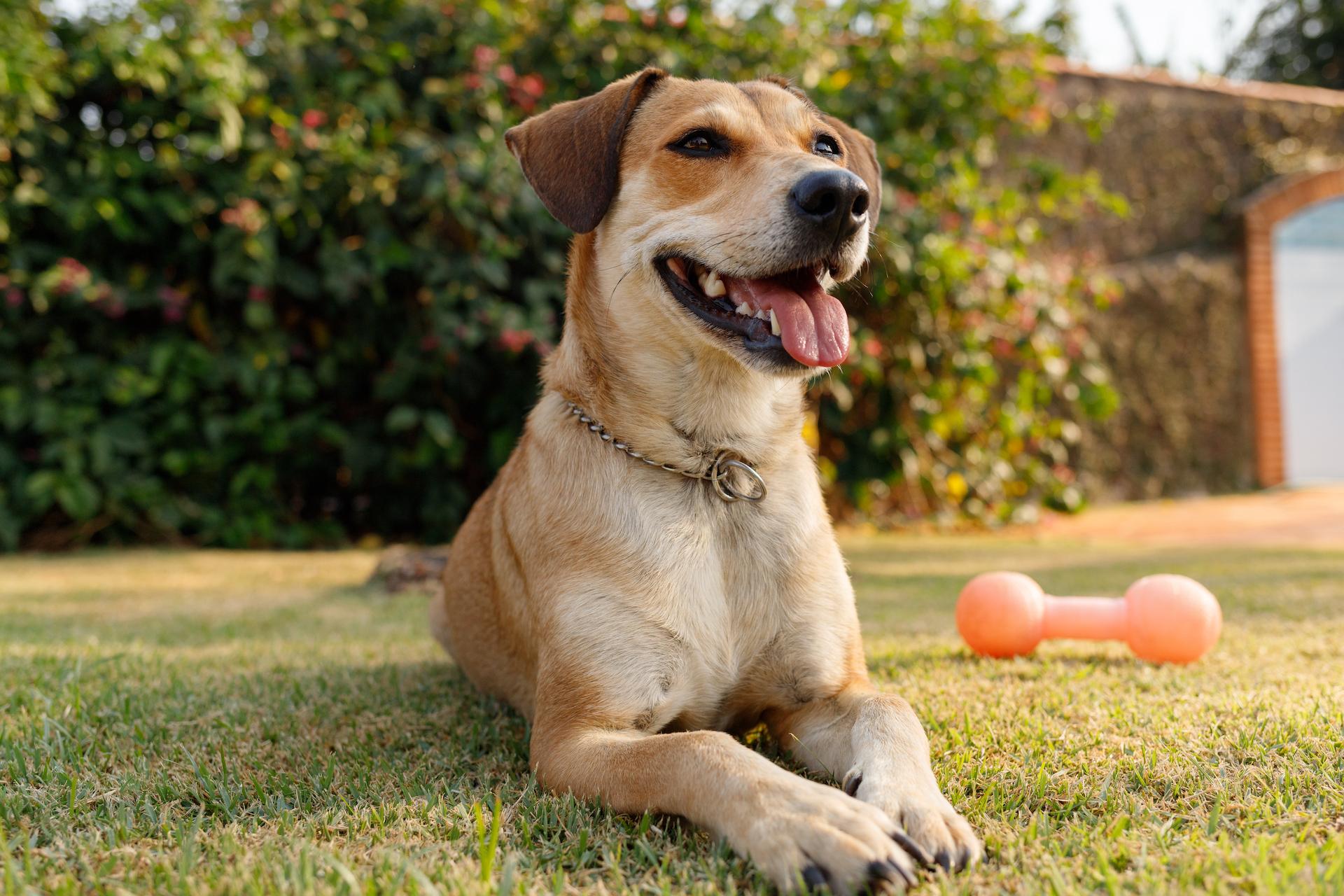 Cute caramel dog (mixed-breed) lying on the grass