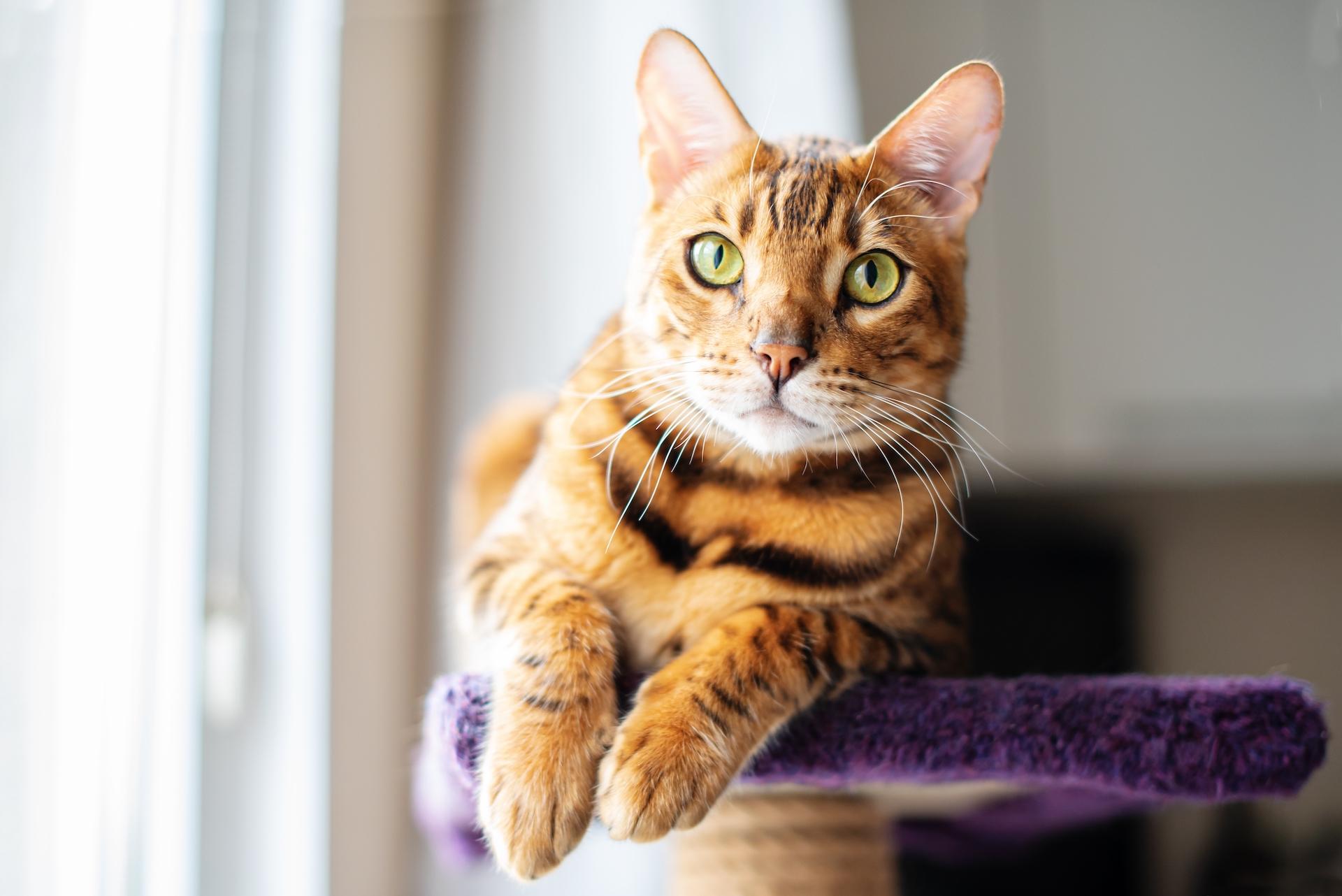 Portrait of a cute Bengal cat looking in camera, Close up. Cat in the home interior, staying stay by the window, on a cat's shelf of a cat's house.