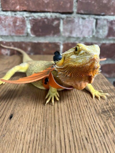 Tangerine Jacqueline, QCAH LOUNGE LIZARD AND AMBASSADOR FOR REPTILE CARE