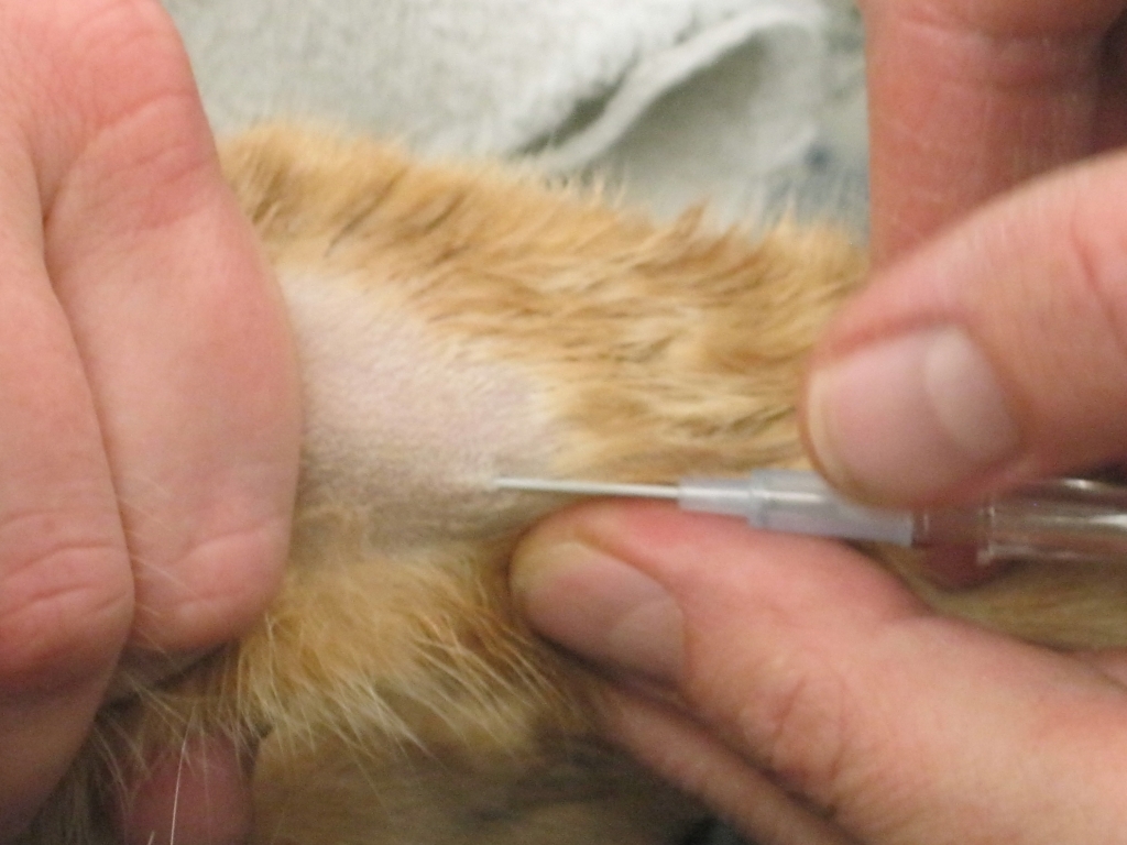 Peaches’ Day at the Dentist Ryegate Small Animal Hospital