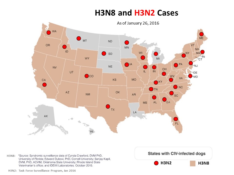 Dog Flu Outbreak Map 2024 - Roxy Wendye