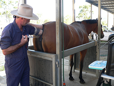 Reproductive Services Facilities Veterinarians In Aitkenvale   Ben Repo 