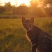 picture of a cat at sunset