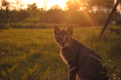picture of a cat at sunset