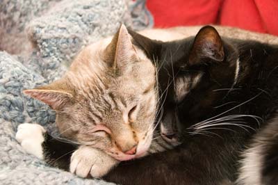 Picture of two cats cuddling