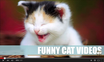 Screen shot of a YouTube cat video