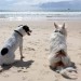 Photo of two dogs on the beach
