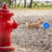 Photo - fire hydrant with dog in the background
