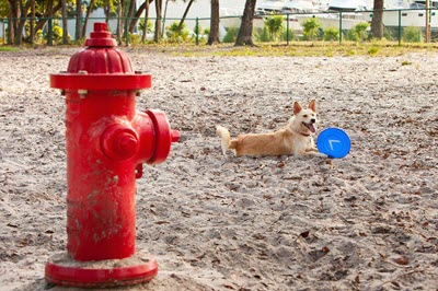 Photo - fire hydrant with dog in the background