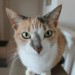 photo of a cat perched on a railing