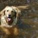 Photo of a dog in a river