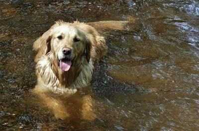 Photo of a dog in a river