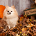 Pomeranian in pile of leaves