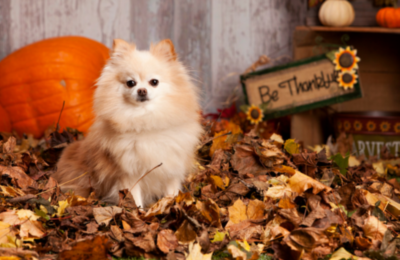 Pomeranian in pile of leaves