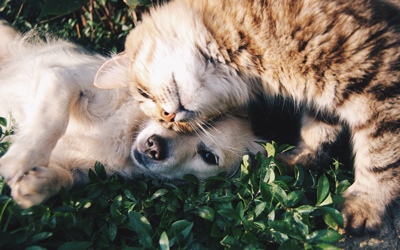 Cats and dogs in grass