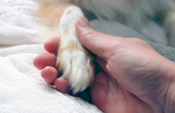 Dog paw and human hand