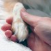 Dog paw and human hand