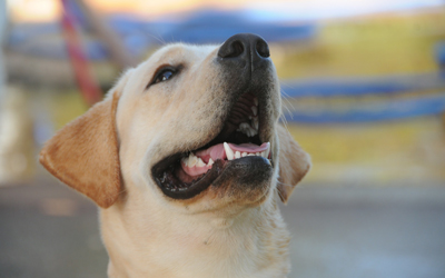 Smiling dog