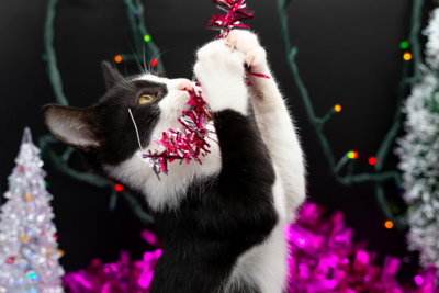 kitten playing with tinsel
