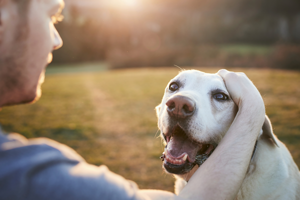 A happy old dog sitting in a green field, being petted by its owner.